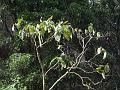 Tamarillo (Solanum betaceum) tree, Binna Burra IMGP1491
